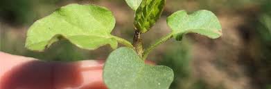 Image result for Convolvulus arvensis