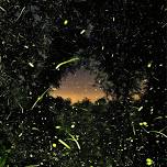 Into the Dark Film Screening and Firefly Walk