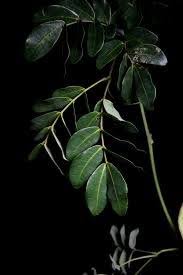 Image result for Entada gigas