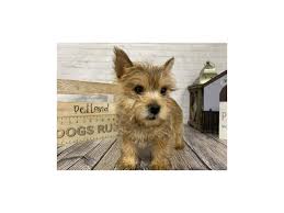 Cairn terriers cairn terrier dog love terrier. Cairn Terrier Puppies Petland Knoxville