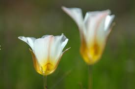 White and yellow flowers crossword. The Crossword Garden Part One 10 Plants You Should Know The New York Times