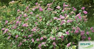Image result for Spiraea bumalda