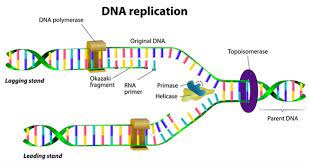 Dna makes dna awesome website about dna replication. Replication De L Adn Et Reglage