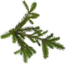 Fir Tree Tree Tree Leaves Fir Tree