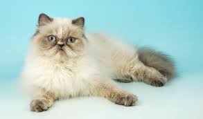 What is the size of a himalayan cat? Himalayan Cat Breed Information