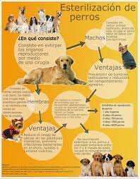 Sabes Por Que Es Importante Esterilizar A Tu Perr Perros Mascotas Prevencion