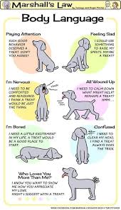 Central Coast Dog Obedience Training Club Inc Doglovers Dogcommandstraining Dog Body Language Dog Care Dog Language