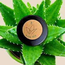 Image result for Aloe christianii