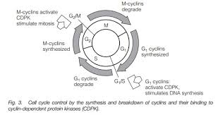 Regulation of cell proliferation is an essential process in the establishment of plant architecture. Plant Cell Division
