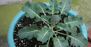 Anna S Cool Finds Slow Growing Broccoli Growing Broccoli Broccoli Growing
