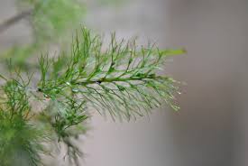 Image result for Abrodictyum