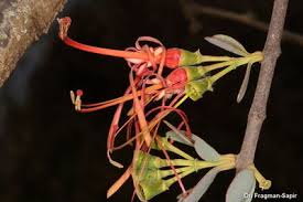 Image result for Plicosepalus sagittifolius