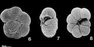 Image result for Scleria globonux