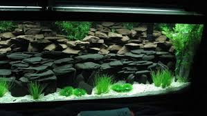 A challenging but highly lake victoria is the largest lake on the continent of africa, this enormous body of water. Cichlid Tank Decoration Ideas Google Search Fresh Water Fish Tank Fish Tank Fish Tank Themes