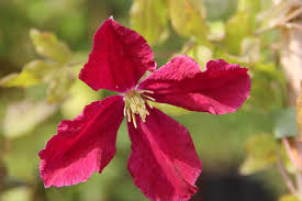 We did not find results for: 07 Archive Seite 5 Von 5 Clematis Herian