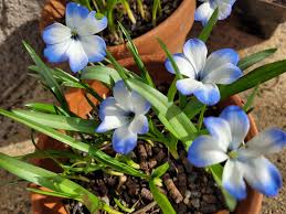 Image result for Polystachya bifida