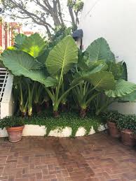 Elephant Ears Tropical Garden Design Tropical Landscaping Tropical Garden