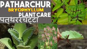 Patharchur Plant Patharchatta Kalanchoe Pinnata Bryophyllum Pinnatum Youtube