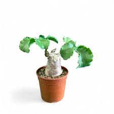 Image result for Cyphostemma