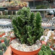 It is also known as giant club cactus, hedge cactus, cadushi (in papiamento and wayuunaiki), and kayush. Cereus Peruvianus Cv Florida Paolina Uhlig Kakteen More Than 5 000 Different Species