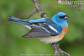 Image result for Passerina montana