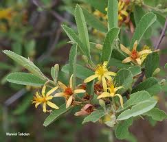 Image result for Grewia flava