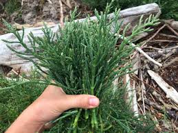 Asparagus plants for sale uk. Wild Foraging How To Identify Harvest And Prepare Sea Beans Aka Sea Asparagus Or Samphire The Daring Gourmet