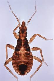 After feeding, the bug defecates. Kissing Bugs May Suck Surprising Amount Of American Blood Live Science
