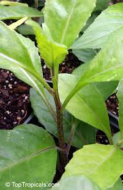 Image result for Gynura scandens