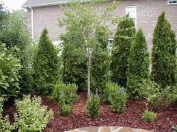 Because evergreen plants are so useful to birds, every backyard birder should have at least a few of these plants in their yard. 36 Wonderful Ideas To Make Fence With Evergreen Plants Landscaping Backyard Trees Privacy Landscaping Front Yard Landscaping