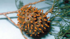 Rust Diseases Of Trees University Of Maryland Extension