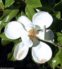 Image result for Pupalia grandiflora