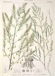 Image result for Asparagus officinalis