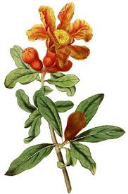 Image result for Punicaceae