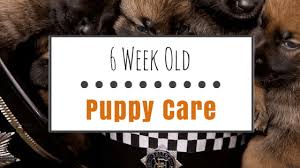 A good schedule can help your baby sleep better and eat better. 6 Week Old Puppy Care Essential Training Supplies Herepup