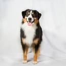 Miniature American Shepherd - PetGuide