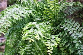 Image result for Nephrolepis