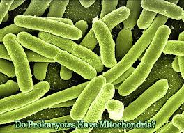 This is interesting, how do they survive without the basic principles of the universe that have been know since ancient time, some call it the ying yang, the electron and the neutron, the alpha and the omega and of course male. Do Prokaryotes Have Mitochondria Biology Explorer