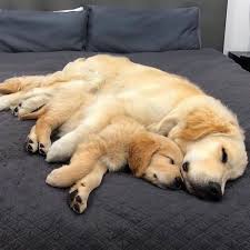 Why buy a golden retriever puppy for sale if you can adopt and save a life? Golden Retriever Puppies For Sale Tampa Fl Golden Retriever For Sale Facebook