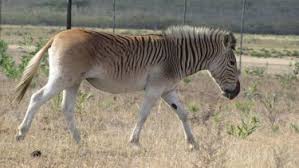 Zebras are some of the world's most distinct animals due to their unique black and white pattern and how much they resemble horses and donkeys. How Did Zebras Get Their Stripes Temperature Found To Affect Stripe Patterns