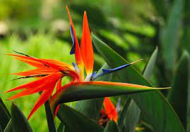 Pin On Favorite Flora