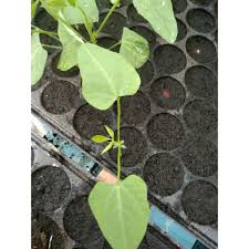 Kali ini kutanam akan memberikan panduan cara bagaimana menanam kacang tanah yang sangat efektif dan sudah dengan panduan cara menanam kacang tanah kali ini, anda bisa mempelajari apa saja yang harus. Anak Pokok Kacang Botol Shopee Malaysia