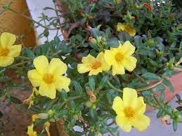 It doesn't typically attract or succumb to many pests or diseases that you'll. Portulaca Umbraticola Wingpod Purslane World Of Succulents