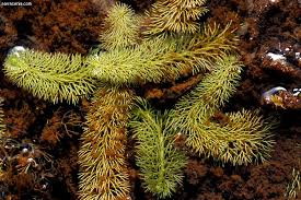 Image result for Utricularia  intermedia