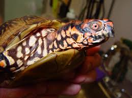 Box Turtle Care Chicago Exotics Animal Hospital