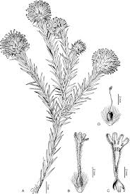 Image result for Gnidia mollis