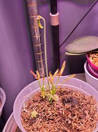 Image result for Rotala capensis