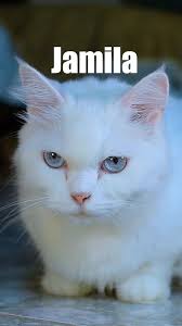 Jamila