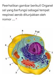 Sel hewan yang berfungsi melakukan respirasi. Perhatikan Gambar Berikut Organel Sel Yang Berfungsi Sebagai Tempat Respirasi Aerob Ditunjukkan Brainly Co Id