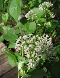 Image result for Mikania